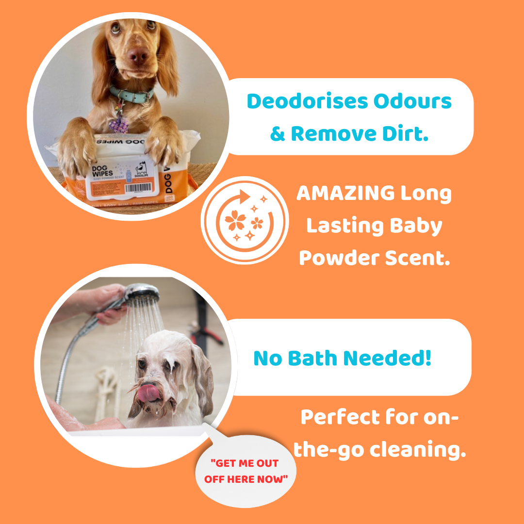 Lingettes - DOGSLIFE