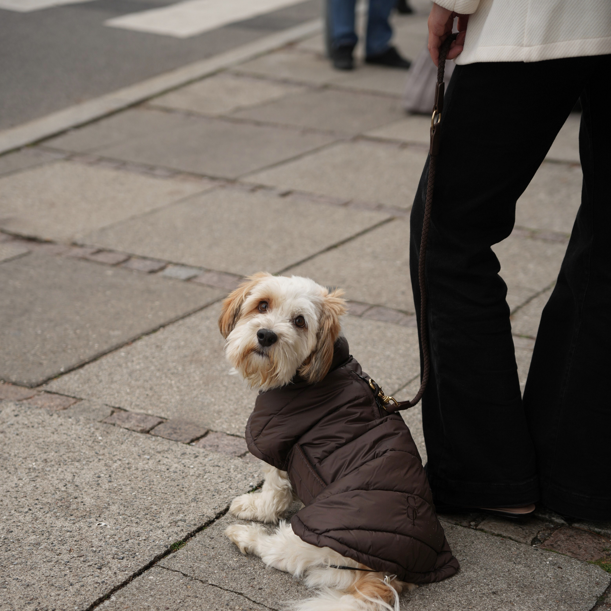 Manteau pour chien Nora | Espresso