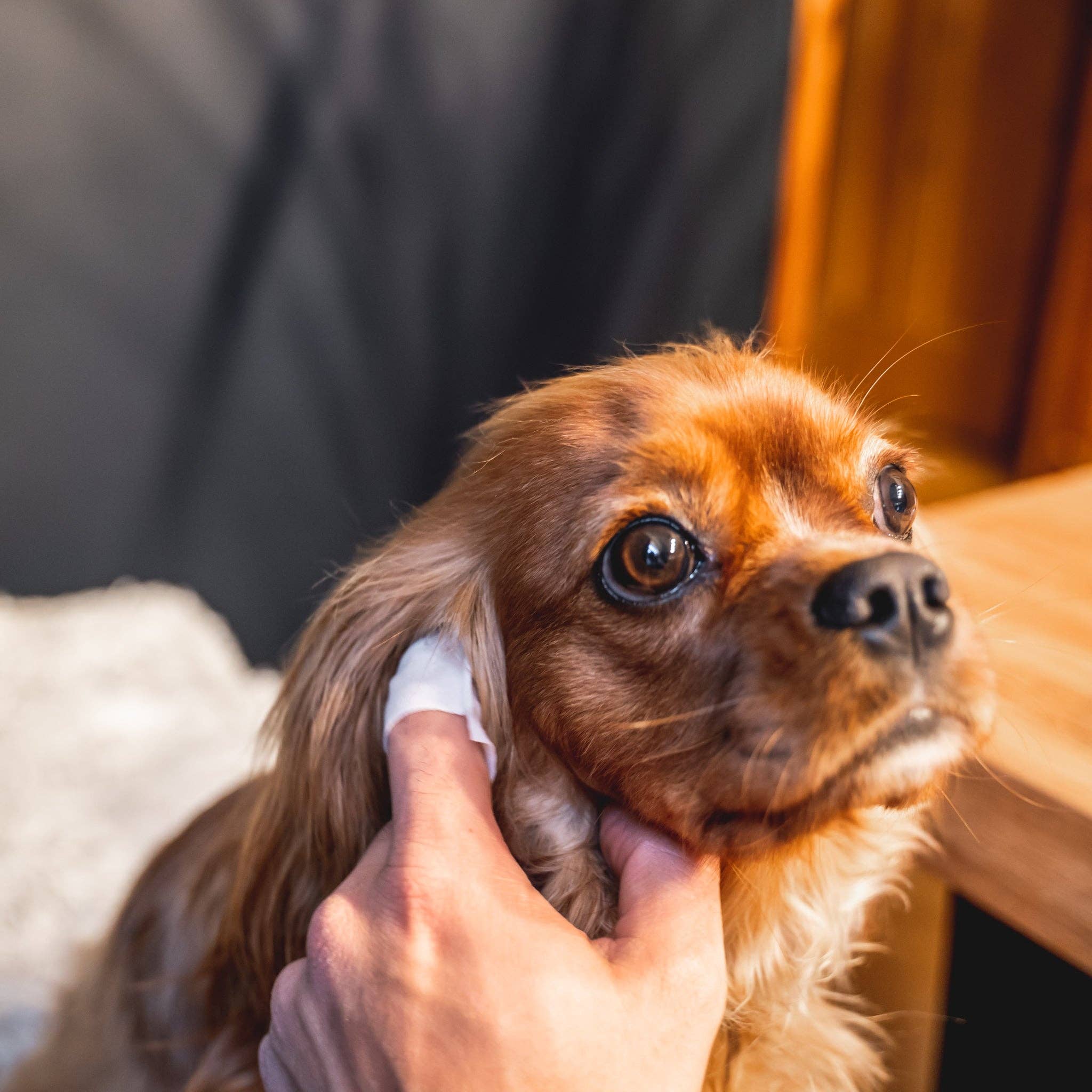 Lingettes pour oreilles - DOGSLIFE