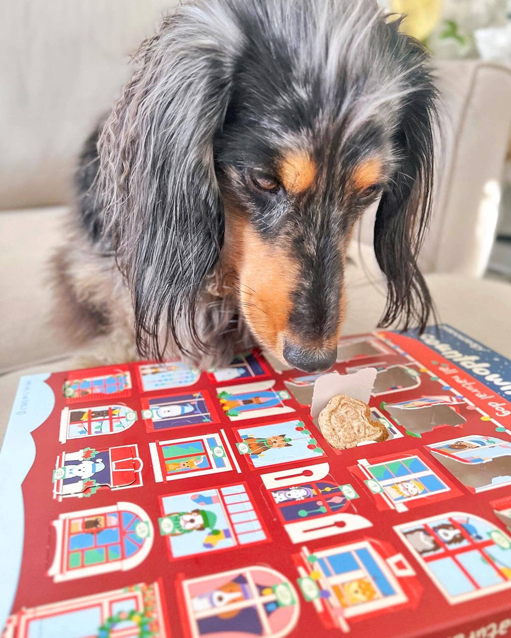 Calendrier de l'Avent - 25 jours de friandises pour chiens - Fêtes