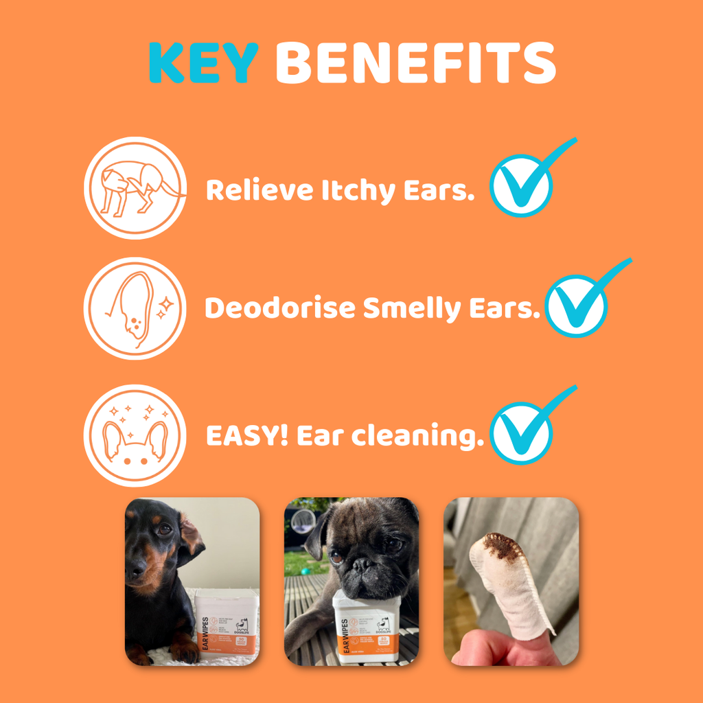 Lingettes pour oreilles - DOGSLIFE