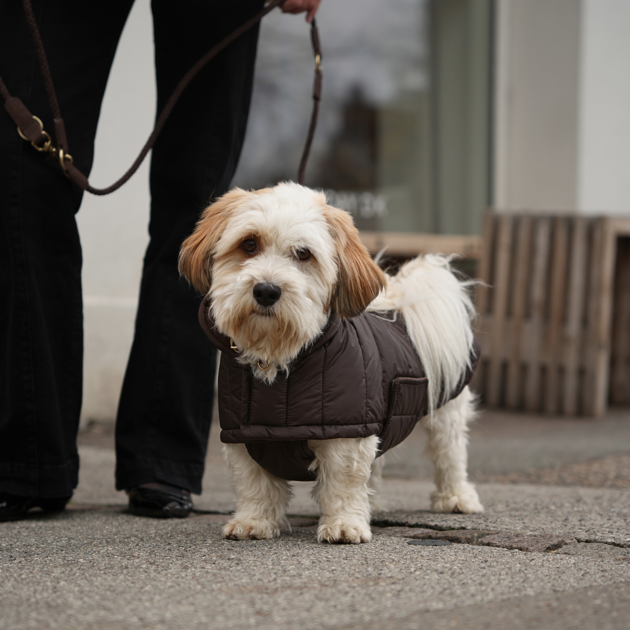 Manteau pour chien Nora | Espresso