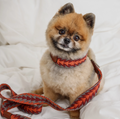 Ensemble péruvien laisse / collier orange - Buddys Dogwear