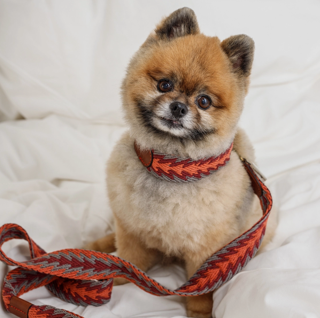 Ensemble péruvien laisse / collier orange - Buddys Dogwear