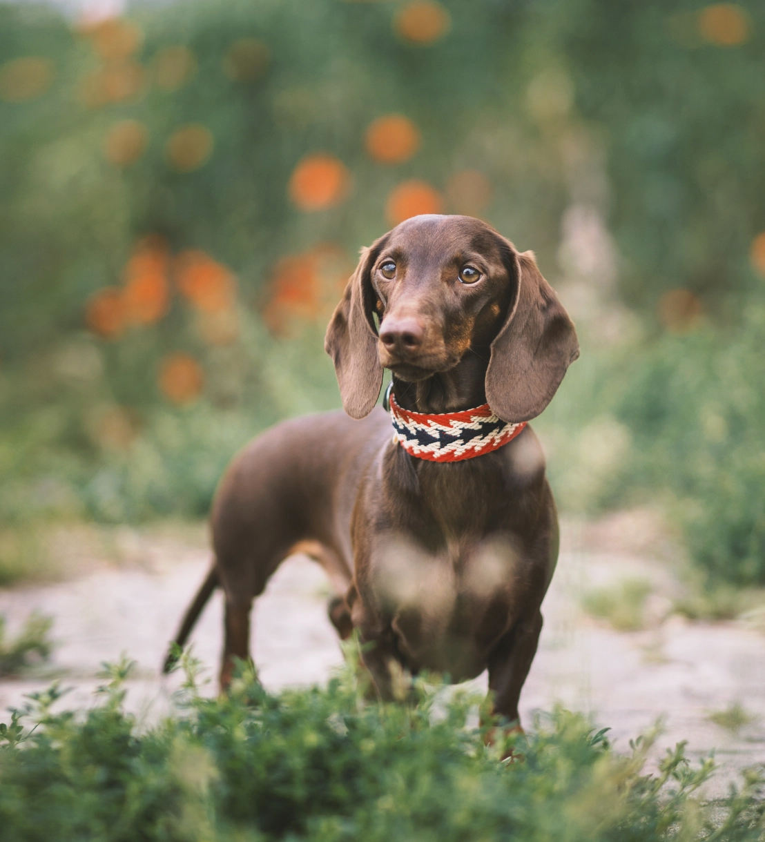 Ensemble péruvien laisse / collier rouge - Buddys Dogwear
