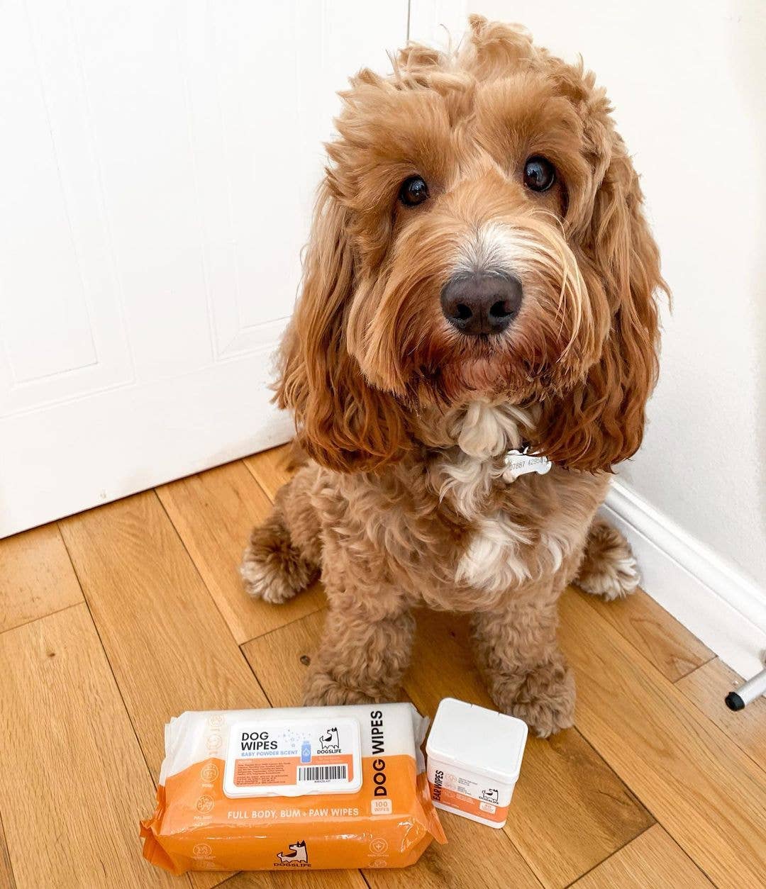 Lingettes - DOGSLIFE