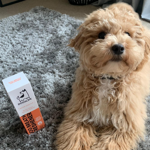 Bain bouche - DOGSLIFE