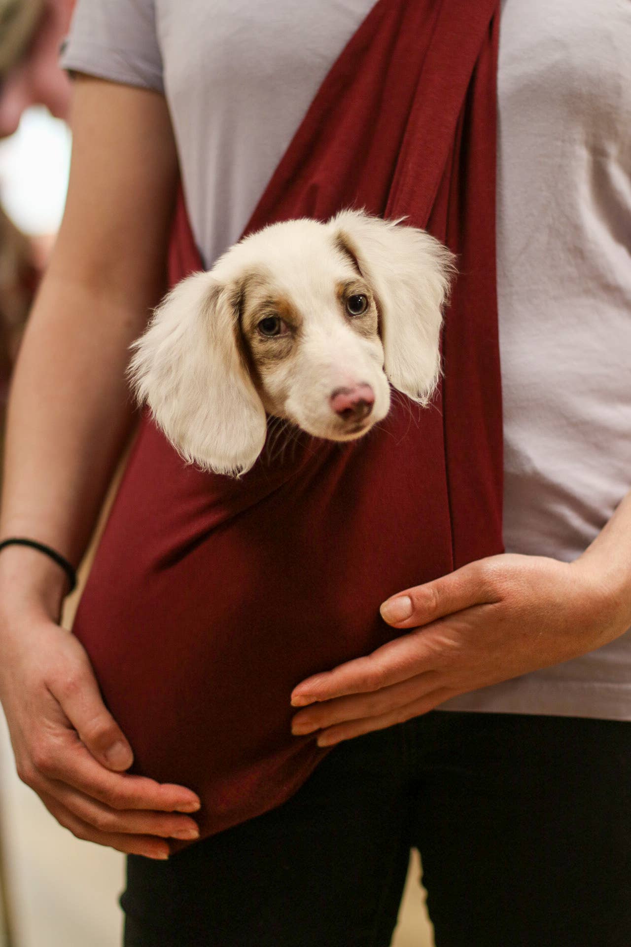 Écharpe légère pour chien