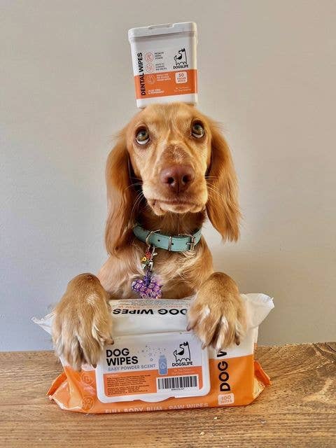 Lingettes - DOGSLIFE
